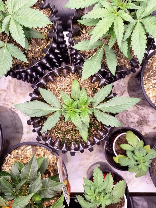 Gummibear auto. Week 2
