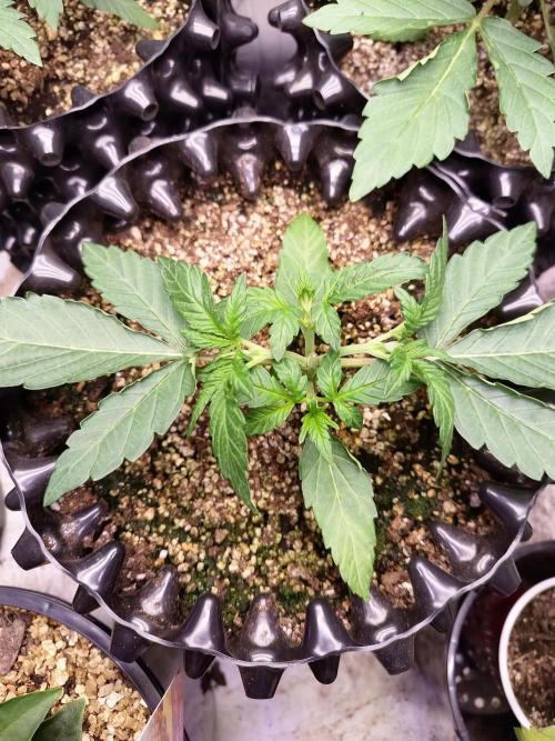 Gummibear auto. Week 2