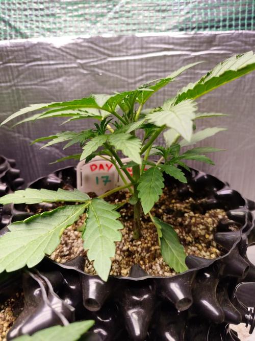 Gummibear auto. Week 2