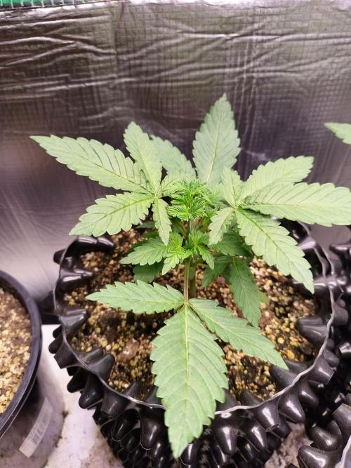 Gummibear auto. Week 2