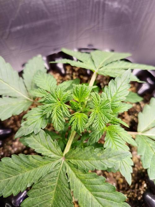 Gummibear auto. Week 2