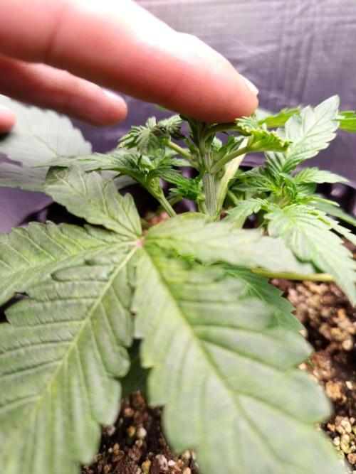 Gummibear auto. Week 2