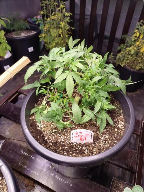 Sleepy Joe Grow. Week 8