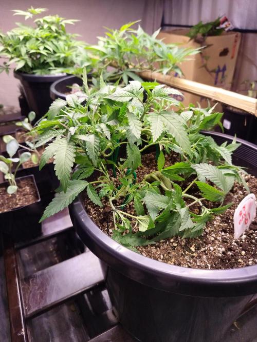 Sleepy Joe Grow. Week 8