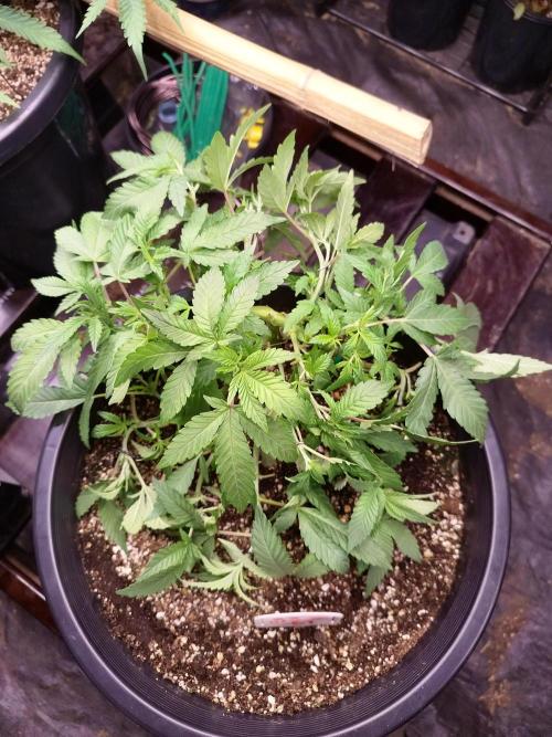 Sleepy Joe Grow. Week 8