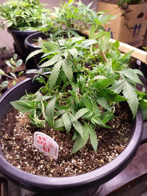 Sleepy Joe Grow. Week 8