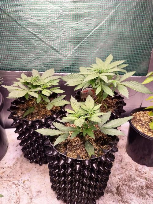 Gummibear auto. Week 2