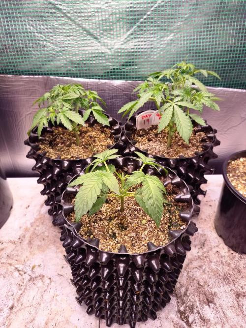 Gummibear auto. Week 2