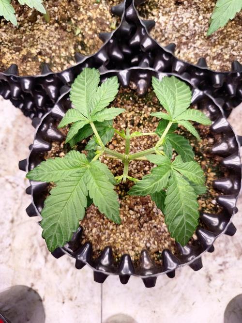 Gummibear auto. Week 2
