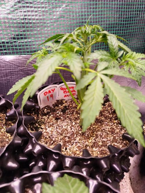 Gummibear auto. Week 2