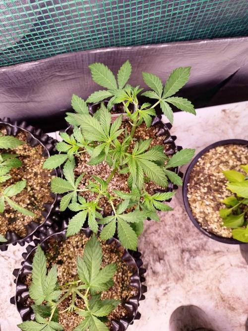 Gummibear auto. Week 2