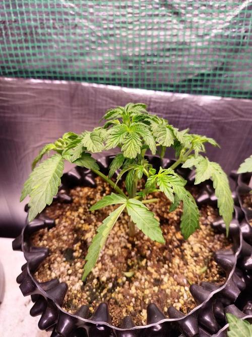 Gummibear auto. Week 2