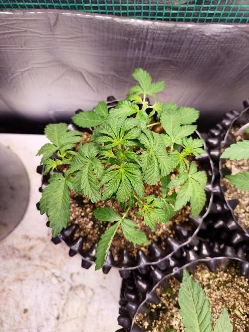 Gummibear auto. Week 2