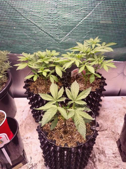 Gummibear auto. Week 3