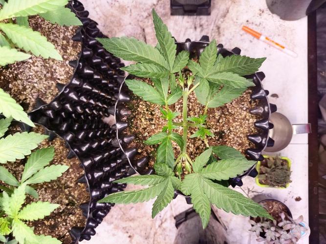 Gummibear auto. Week 3