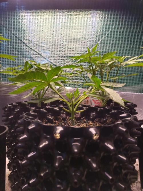 Gummibear auto. Week 3