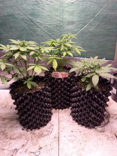 Gummibear auto. Week 3