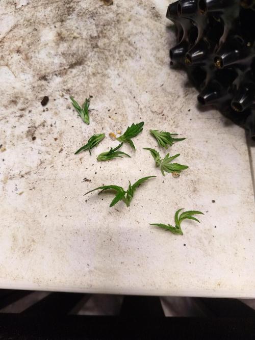 Gummibear auto. Week 3