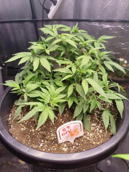 Sleepy Joe Grow. Week 9