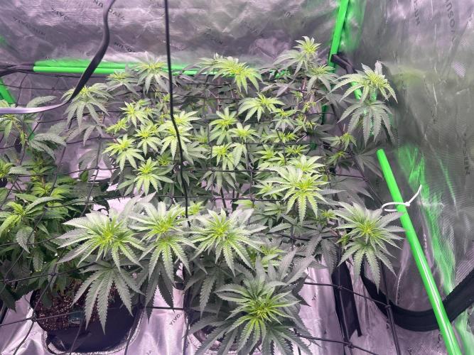 Gas basket. Week 12