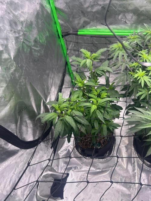 Gas Basket. Week 12