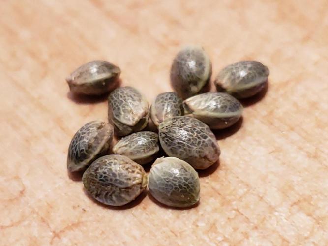 Central Coast Weed Journey. Week 0 - Seeds are cross of Cherrywine Hemp girls x Gelato, 501st St OG, Candyland males
