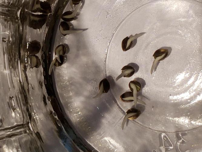 Central Coast Weed Journey. Week 0 - Did glass jar with a small amount of water to germinate