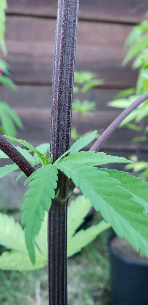 Central Coast Weed Journey. Week 0 - Some were darker