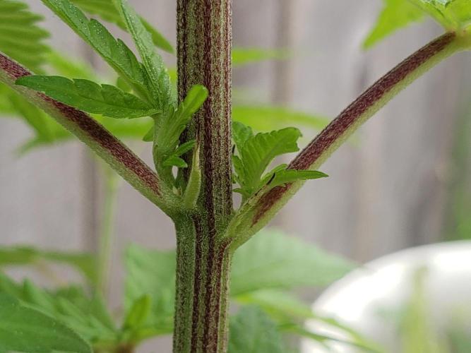 Central Coast Weed Journey. Week 0 - All phenos had dark reddish stem striations 