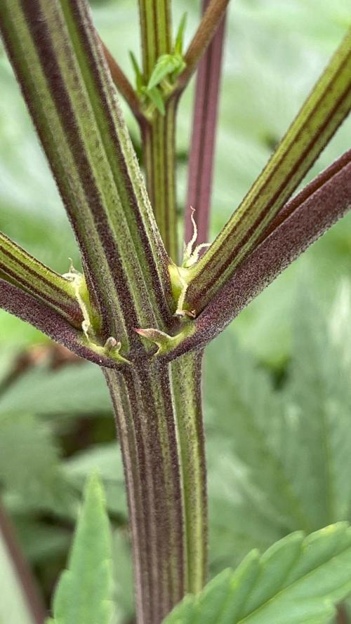 Central Coast Weed Journey. Week 0 - Sexing the females from the males