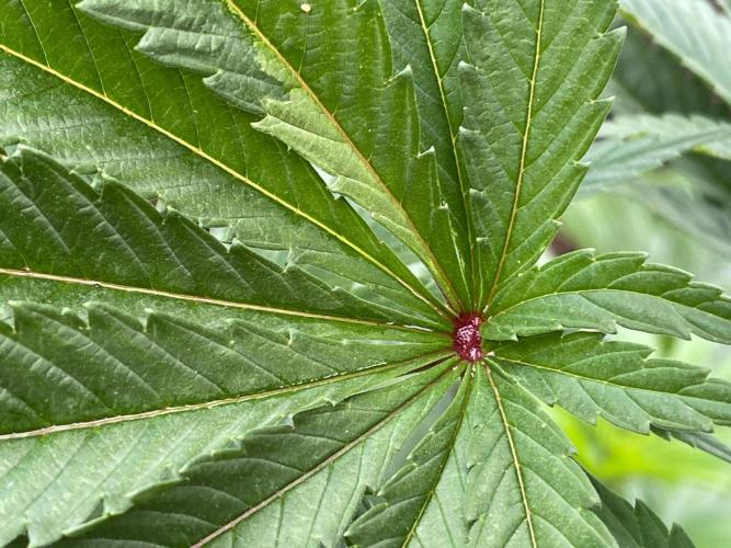 Central Coast Weed Journey. Week 0 - All plants had dark red fan leaf dot
