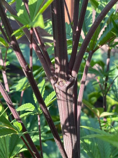 Central Coast Weed Journey. Week 0 - Purple bamboo giants