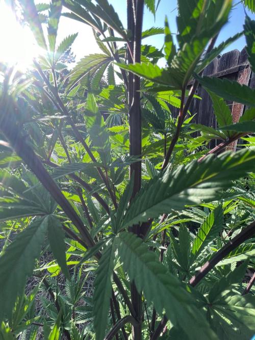 Central Coast Weed Journey. Week 0 - Pre flowering teens and young adults