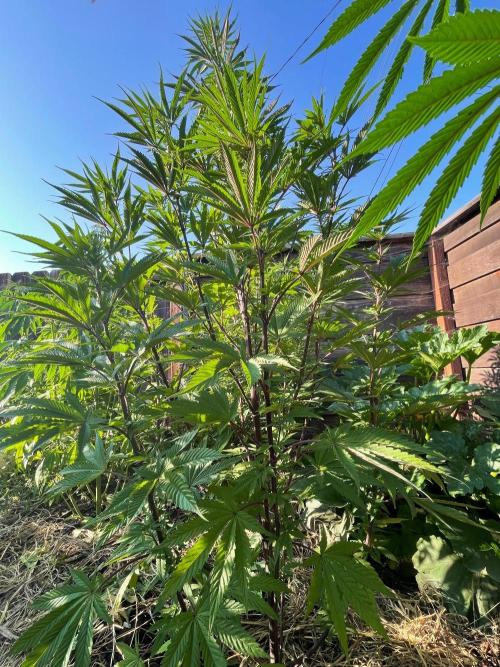 Central Coast Weed Journey. Week 0 - Full sun, happy plant in the ground with gopher cage protection!