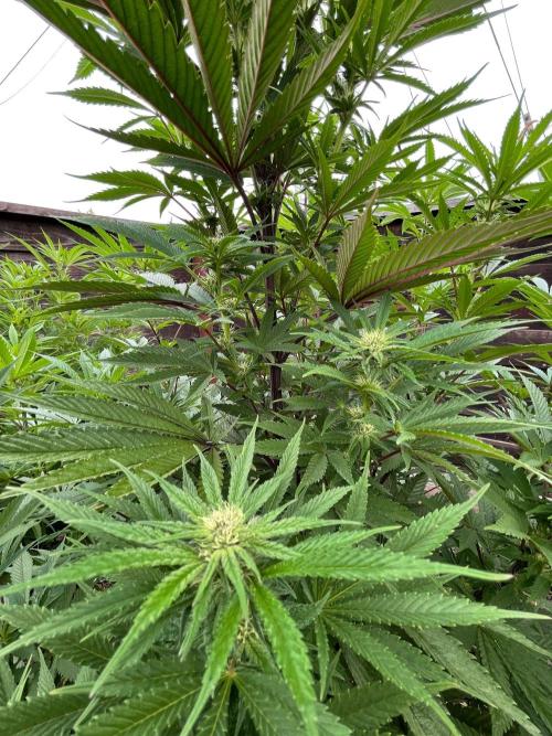 Central Coast Weed Journey. Week 0 - Starting to flower! Yellowish amber flowers