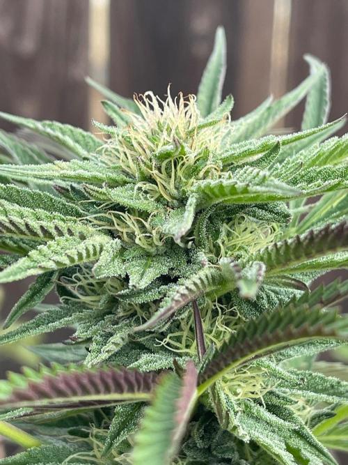 Central Coast Weed Journey. Week 0 - Maturing flower with purple under leaf