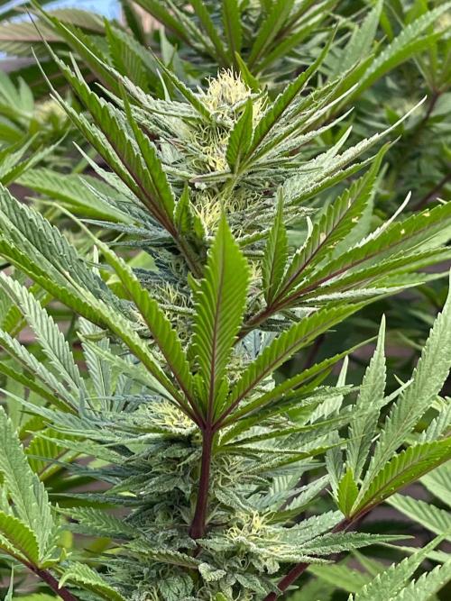 Central Coast Weed Journey. Week 0 - Most phenos were F2s and vigorous