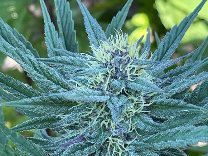 Central Coast Weed Journey. Week 0 - Unique milky purple and yellow hairs 