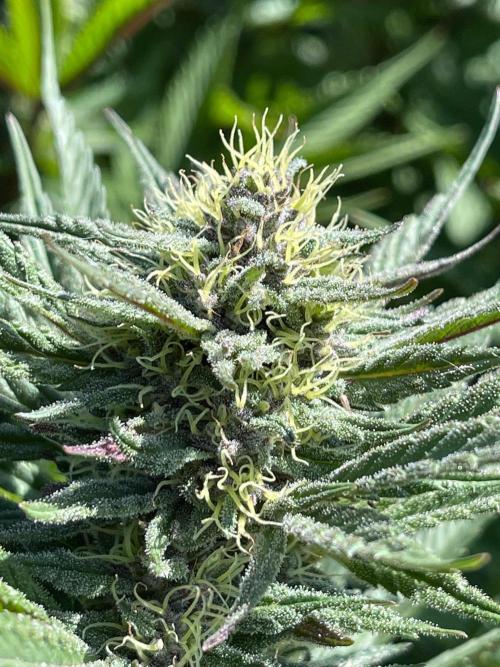 Central Coast Weed Journey. Week 0 - Maturing flower and pistils stayed yellow!