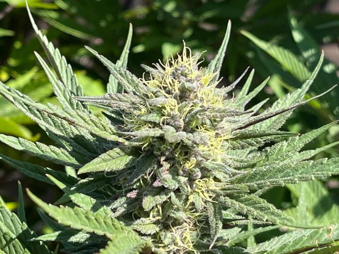 Central Coast Weed Journey. Week 0 - Getting closer…
