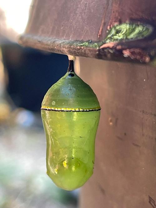 Central Coast Weed Journey. Week 0 - Monarch cocoon
