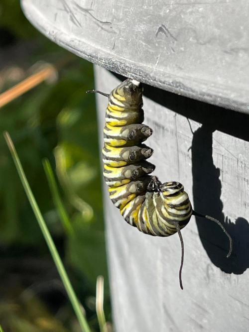 Central Coast Weed Journey. Week 0 - Garden graced by Milkweed plants which Monarch caterpillars eat and will cocoon