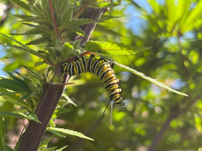Central Coast Weed Journey. Week 0 - The monarch caterpillars like the cannabis plants and didn’t try and eat them