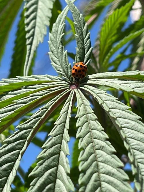 Central Coast Weed Journey. Week 11 - Pretty big fans