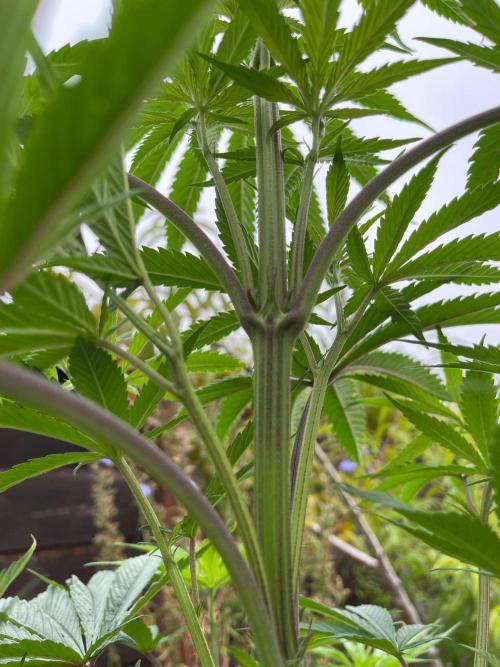 Central Coast Weed Journey. Week 11 - Fast growing during veg cycle