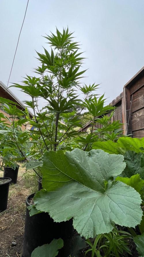Central Coast Weed Journey. Week 11 - Companion planting with white pumkins