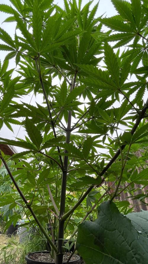 Central Coast Weed Journey. Week 11 - Tree!!