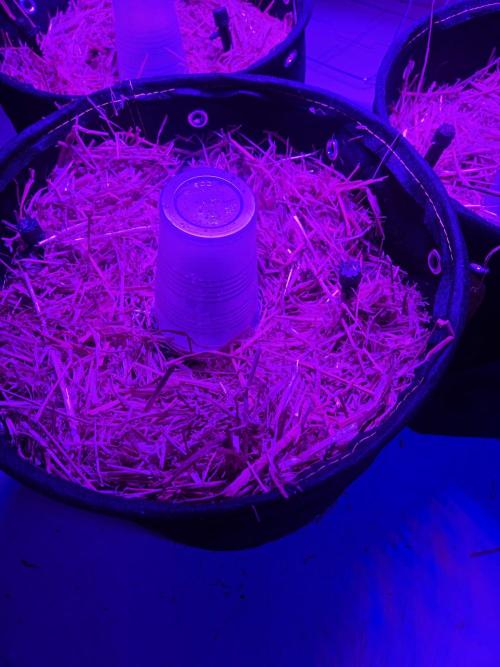 Auto run. Week 0 - First time running autos