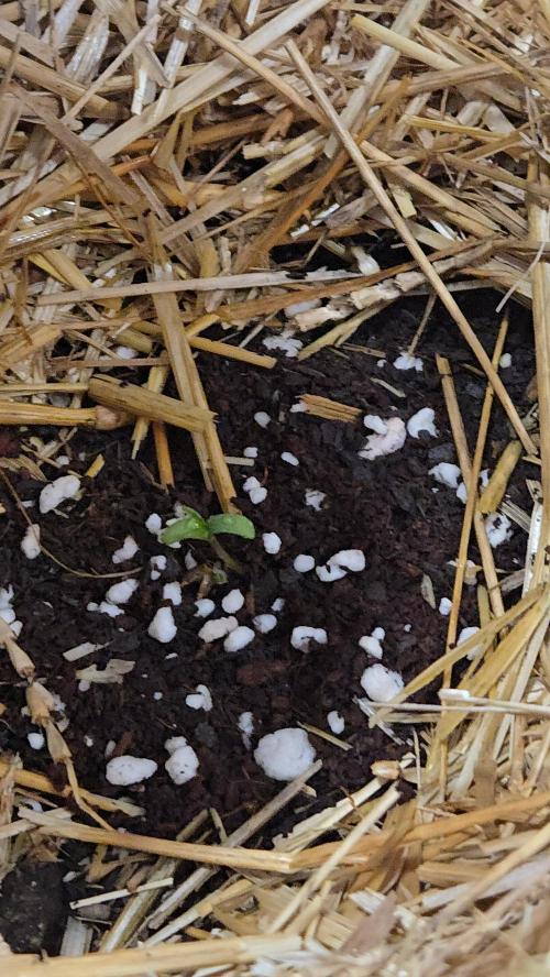 Auto run. Week 1 - Only 2 days old