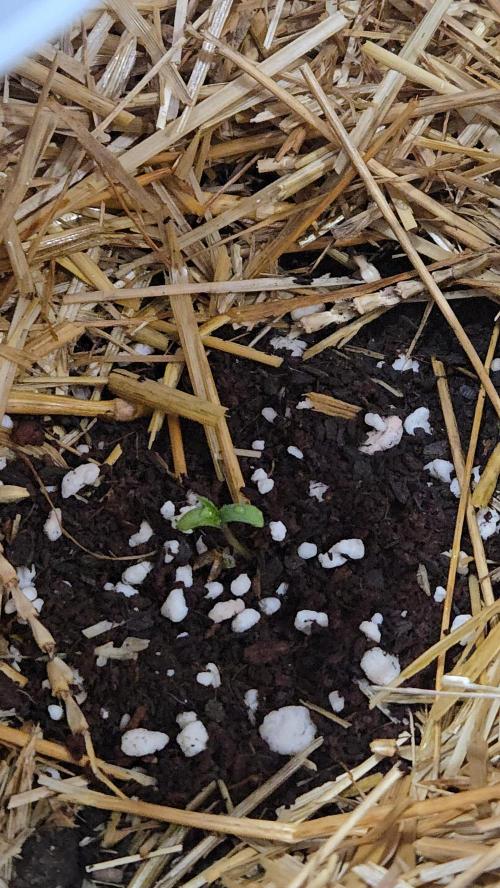 Auto run. Week 1 - Only 2 days old 